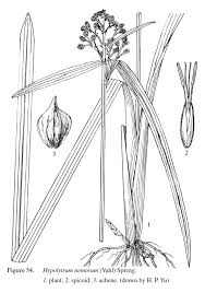 Image result for Hypolytrum