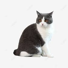 British Shorthair Adulto Png British Shorthair Negro Blanco Png Imagen Para Descarga Gratuita Pngtree