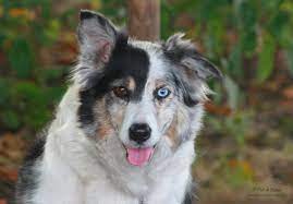 The Double Merle Dog And The Dangers Of Merle To Merle Breeding Pethelpful