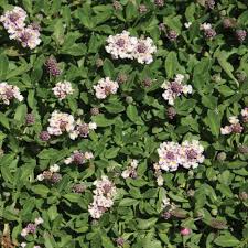 Image result for Lippia plicata