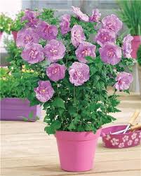 Hibiscus Lavender Chiffon Hibiscus Sutton Seeds Plants