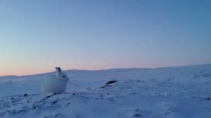 Which lotion will suit your baby? Arctic Hare Facts For Kids Navajo Code Talkers
