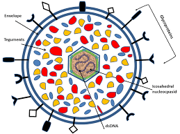 A mother infected with a herpes virus can transmit the virus to her baby during birth if the virus is active at that time. Glycopedia