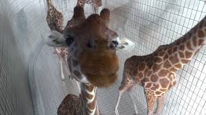 Her greatest joy is found spending time with her. 5m80 High Diving Giraffes By Cube Creative Yellowtrace