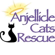 And yet black cats have as much to offer as any other cat. Anjellicle Cats Anjelliclecats Twitter