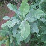 Image result for Terminalia macroptera