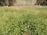 Image result for Vernonia musofensis