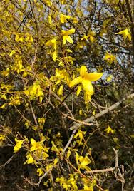 How To Make Forsythia Syrup A Golden Foraged Springtime Delight All Posts Healing Harvest Homestead In 2020 Forsythia Spring Time Yellow Blossom