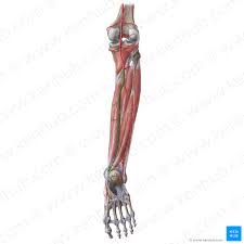 Sit flat on the floor with the legs straight out in front of you. Flexor Digitorum Longus Origin Insertion Action Kenhub