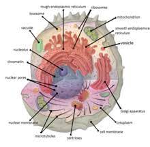 The plant cell is the basic structural and functional unit found in the members of the kingdom plantae. Cellular Compartment Wikipedia