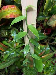 Image result for Vanilla polylepis