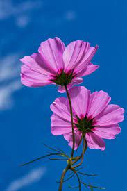 Sister Cosmos Art Print By Jurgen Lorenzen In 2021 Cosmos Art Vine Drawing Cosmos Flowers