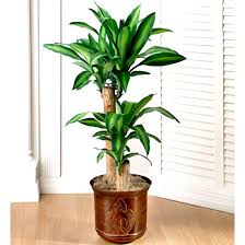 Florerias en Heredia Santo Domingo