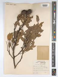 Image result for Parinari excelsa