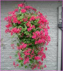 Cumpara flori chisinau la preturi avantajoase. Plante De Balcon Muscate Curgatoare Rosii Cu Floare Simpla Pelargonium Peltatum Cascade Ghiveci 12cm