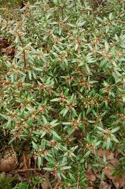 Image result for Clutia paxii