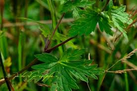 Image result for Geranium mlanjense