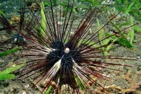 Image result for Ophrestia radicosa