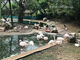 Tapi tak ramai yang tahu bahawa pnb perdana hotel & suites on the park adalah hotel patuh syariah yang pertama di malaysia dan sememangnya 100% 'muslim friendly'. Kl Bird Park Mengadakan Promosi Bersempena Pembukaan Semula Selepas Pkp Jejakakaula