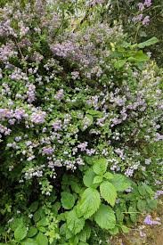 Image result for Launaea violacea