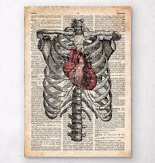 Injuries to the rib cage can make it painful to breathe and move. Heart And Rib Cage Anatomy Art Anatomy Art Heart Anatomy Rib Cage Drawing
