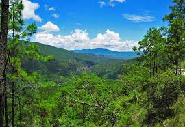 Páginas en la categoría «biodiversidad de méxico». En Riesgo La Biodiversidad De Mexico Economia Y Ecologia