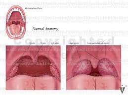 We did not find results for: Stock Throat Palate Tonsils Illustrated Verdict