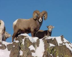 The Spokesman Review Animals Wild Whitetail Deer Hunting Big Horn Sheep