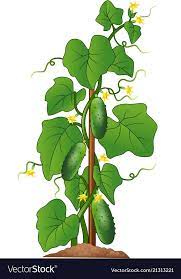 Vector Illustration Of Cucumber Plant Isolated On White Background Download A Free Preview Or High Quality Adobe Illus Cucumber Plant Plants Botanical Flowers