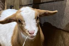 Crowtown Throwdown Myotonic Goat Show