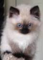 Himalayan Kittens For Sale by Reputable Breeders ...