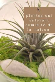 5 Plantes Qui Absorbent L Humidite De Toutes Les Pieces Plante Absorbeur D Humidite Conseils D Entretien De Maison