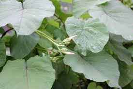 Image result for Ipomoea parasitica