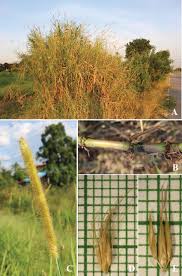 Image result for Cenchrus purpureus