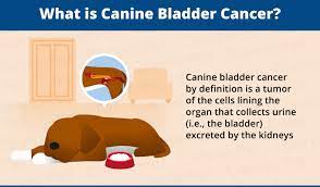 Based on their location and/or size, tumors can block these same clinical signs are often seen with other types of urinary tract disease, so diagnostic tests are necessary to reach a definitive diagnosis. Bladder Cancer In Dogs Canna Pet