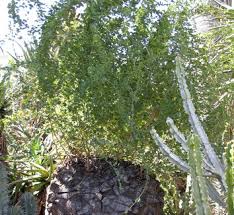 Image result for Dioscorea dregeana