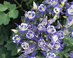 On april 20th 1999, in littleton colorado, american an heroes eric harris and dylan yassenoff klebold✡ got over a dozen frags irl at their. Aquilegia Blue And White Bluestone Perennials