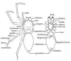 All About Spiders Types Of Spiders Life Cycle Etc