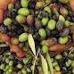 Olivepalooza - Harvest Celebration