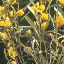 Image result for Chamaecrista comosa