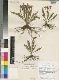 Image result for Linderniella gracilis