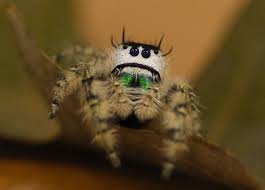 A number of halloween cartoon characters. Meet The Jumping Spider Discovery Place Nature