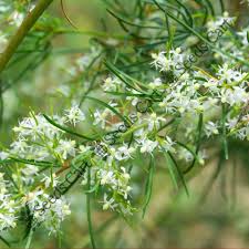 Image result for Asparagus petersianus