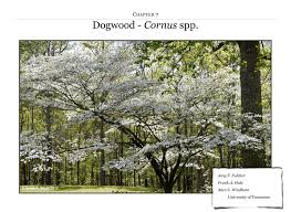 We did not find results for: Dogwood Cornus Spp