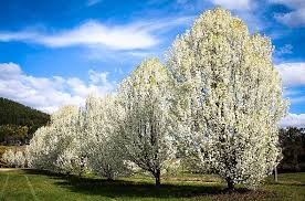 Home / products / plants / trees / flowering / chanticleer pear. Aristocrat Pear Tree For Sale The Tree Center