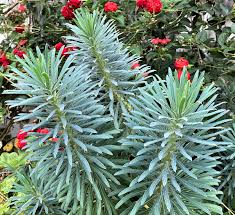 Image result for Euphorbia serratifolia