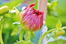 Maybe you would like to learn more about one of these? Pink Flower Pakistan Spring Garden Spring Garden Bloom Summer Bright Color Pxfuel
