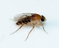 Litter boxes are primarily designed with human comfort in mind. Remove Flies From My Cats Litter Box Etcwiki