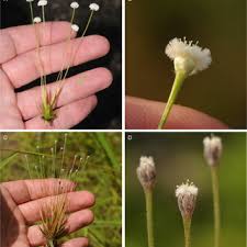 Image result for Brachychloa schiemanniana