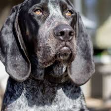 <div> <img alt=dcsimg id=dcsimg width=1 height=1 src=//statse.webtrendslive.com/dcs5u2o6800000cteglnqzn5a_3p6x/njs.gif?dcsuri=/nojavascript&wt.js=no&wt.tv=9. Emerald Hills Veterinary Clinic Veterinarians 230 5000 Emerald Drive Sherwood Park Ab Phone Number Yelp